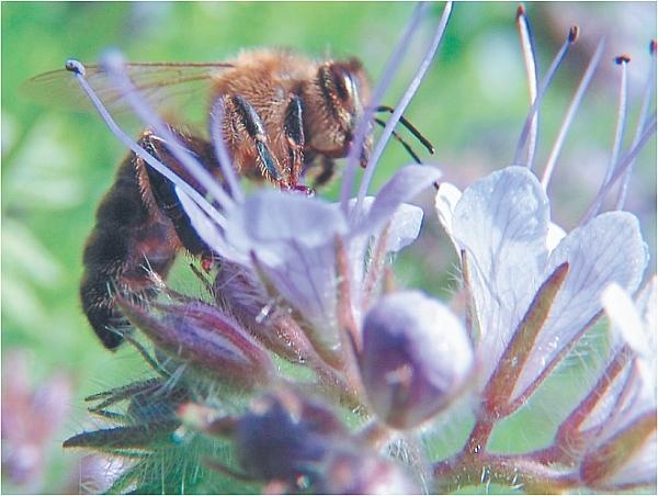 Иллюстрация к книге — Пчеловодство для начинающих [_312.jpg]