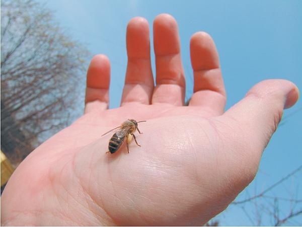 Иллюстрация к книге — Пчеловодство для начинающих [_314.jpg]