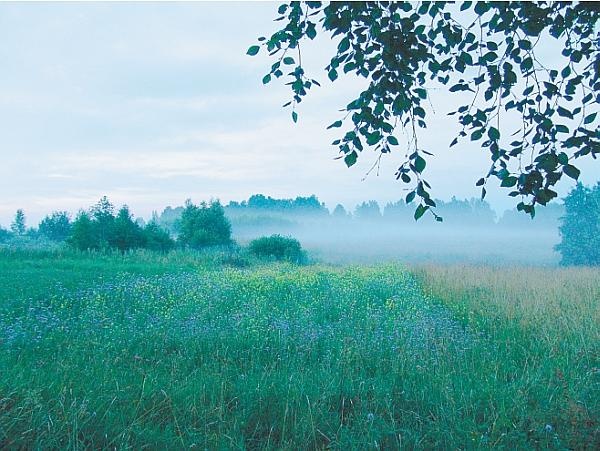 Иллюстрация к книге — Пчеловодство для начинающих [_319.jpg]