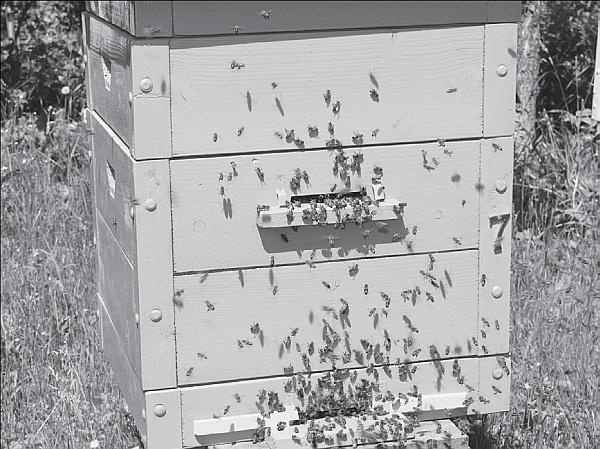 Иллюстрация к книге — Пчеловодство для начинающих [_32.jpg]