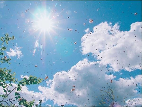 Иллюстрация к книге — Пчеловодство для начинающих [_320.jpg]