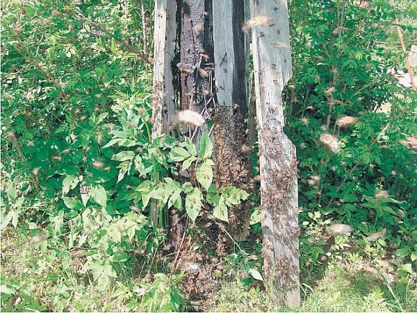 Иллюстрация к книге — Пчеловодство для начинающих [_325.jpg]