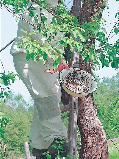 Иллюстрация к книге — Пчеловодство для начинающих [_327.jpg]