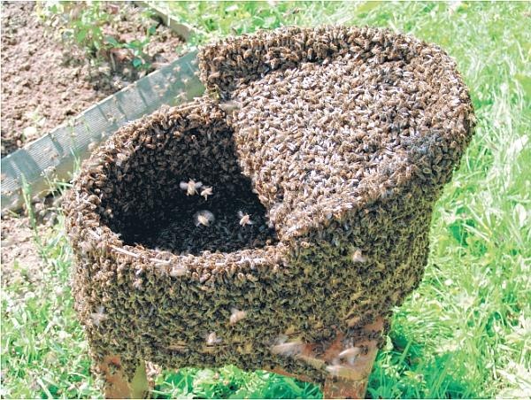 Иллюстрация к книге — Пчеловодство для начинающих [_329.jpg]