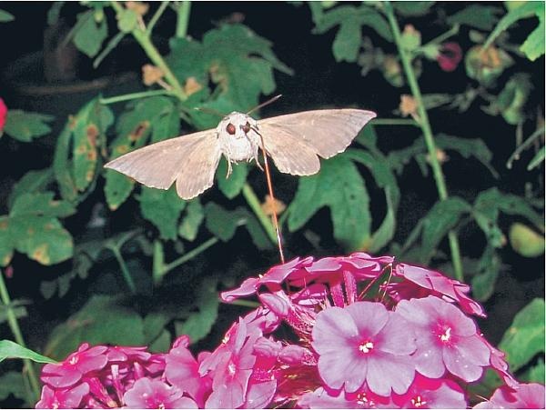 Иллюстрация к книге — Пчеловодство для начинающих [_336.jpg]