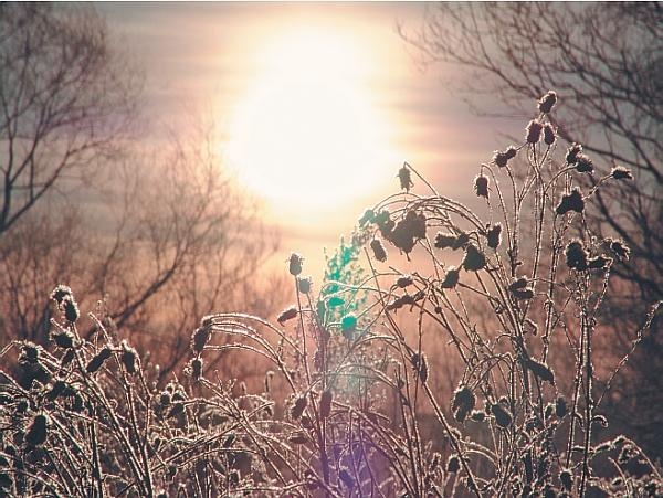 Иллюстрация к книге — Пчеловодство для начинающих [_341.jpg]