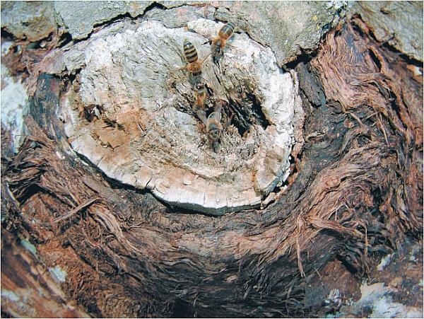 Иллюстрация к книге — Пчеловодство для начинающих [_342.jpg]