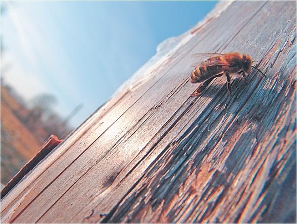 Иллюстрация к книге — Пчеловодство для начинающих [_344.jpg]