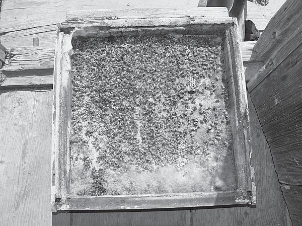 Иллюстрация к книге — Пчеловодство для начинающих [_54.jpg]