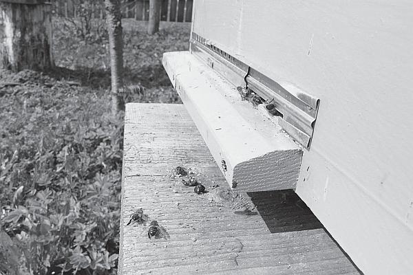 Иллюстрация к книге — Пчеловодство для начинающих [_56.jpg]