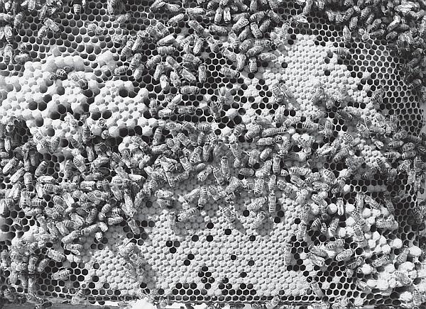 Иллюстрация к книге — Пчеловодство для начинающих [_61.jpg]