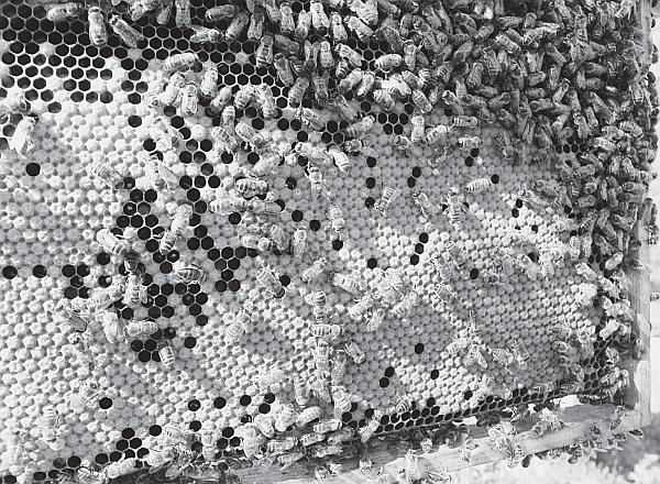 Иллюстрация к книге — Пчеловодство для начинающих [_62.jpg]