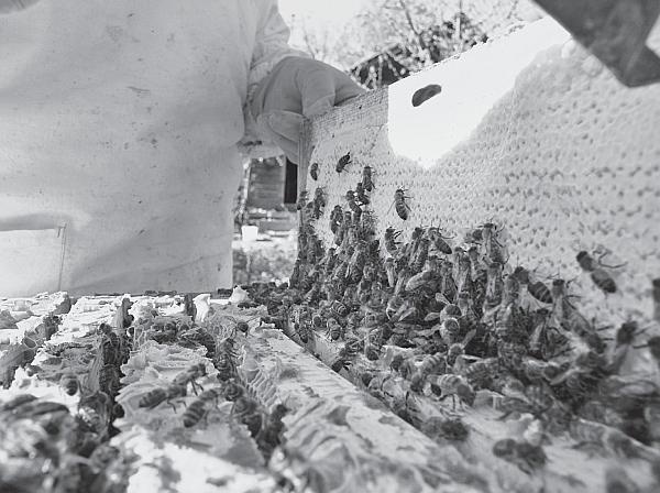 Иллюстрация к книге — Пчеловодство для начинающих [_65.jpg]