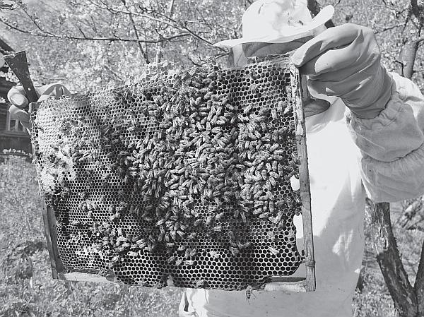 Иллюстрация к книге — Пчеловодство для начинающих [_66.jpg]