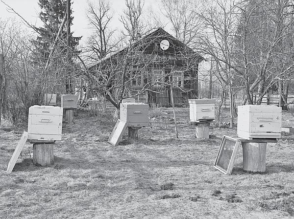 Иллюстрация к книге — Пчеловодство для начинающих [_67.jpg]