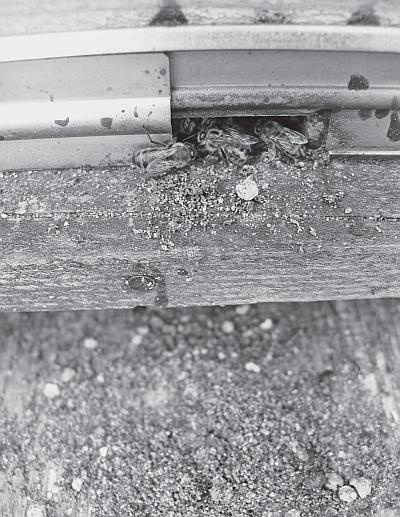 Иллюстрация к книге — Пчеловодство для начинающих [_68.jpg]