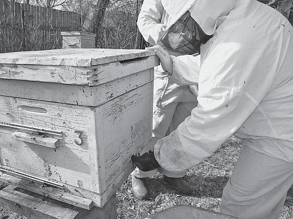 Иллюстрация к книге — Пчеловодство для начинающих [_71.jpg]