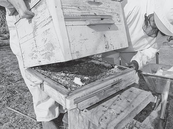 Иллюстрация к книге — Пчеловодство для начинающих [_72.jpg]