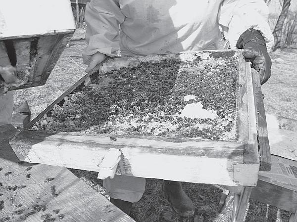 Иллюстрация к книге — Пчеловодство для начинающих [_73.jpg]