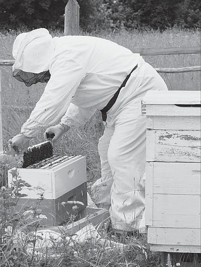 Иллюстрация к книге — Пчеловодство для начинающих [_94.jpg]