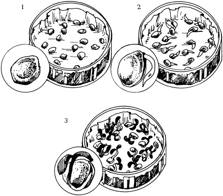 Иллюстрация к книге — Отличный урожай круглый год [i_060.jpg]