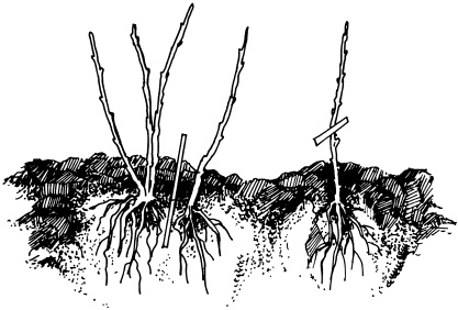 Иллюстрация к книге — Отличный урожай круглый год [i_080.jpg]