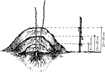 Иллюстрация к книге — Отличный урожай круглый год [i_081.jpg]