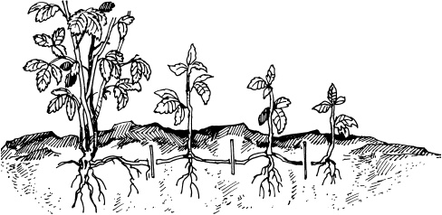 Иллюстрация к книге — Отличный урожай круглый год [i_088.jpg]