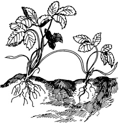 Иллюстрация к книге — Отличный урожай круглый год [i_089.jpg]