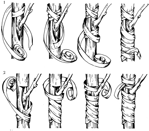 Иллюстрация к книге — Отличный урожай круглый год [i_097.jpg]
