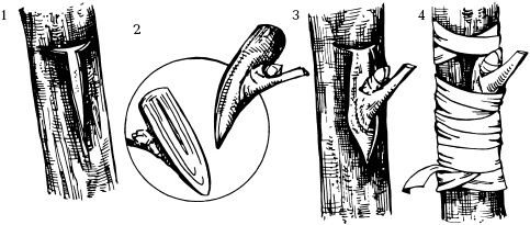 Иллюстрация к книге — Отличный урожай круглый год [i_101.jpg]