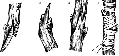 Иллюстрация к книге — Отличный урожай круглый год [i_105.jpg]