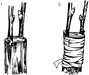 Иллюстрация к книге — Отличный урожай круглый год [i_108.jpg]