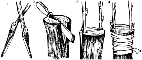 Иллюстрация к книге — Отличный урожай круглый год [i_112.jpg]