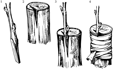 Иллюстрация к книге — Отличный урожай круглый год [i_114.jpg]