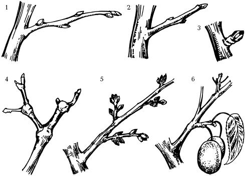Иллюстрация к книге — Отличный урожай круглый год [i_122.jpg]