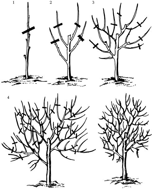Иллюстрация к книге — Отличный урожай круглый год [i_129.jpg]