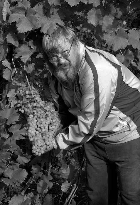 Иллюстрация к книге — Домашний виноградник. Виноград для средней полосы России и севернее [autogen_ebook_id0.jpg]