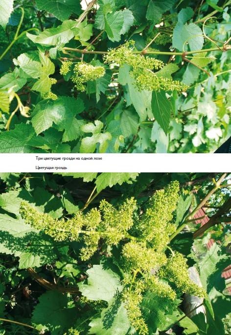 Иллюстрация к книге — Домашний виноградник. Виноград для средней полосы России и севернее [autogen_ebook_id13.jpg]