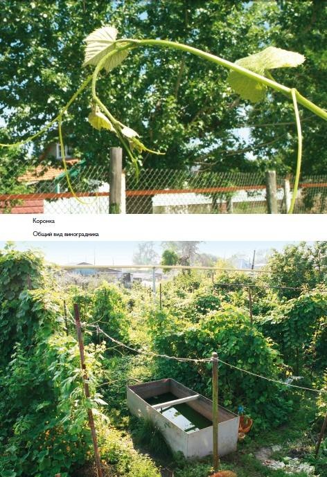 Иллюстрация к книге — Домашний виноградник. Виноград для средней полосы России и севернее [autogen_ebook_id14.jpg]