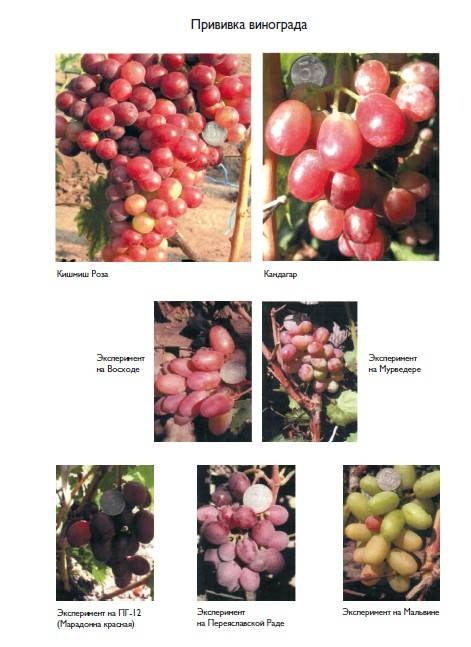 Иллюстрация к книге — Домашний виноградник. Виноград для средней полосы России и севернее [autogen_ebook_id17.jpg]