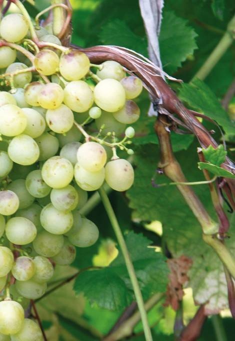 Иллюстрация к книге — Домашний виноградник. Виноград для средней полосы России и севернее [autogen_ebook_id24.jpg]