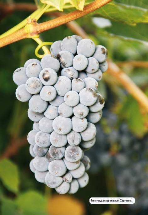Иллюстрация к книге — Домашний виноградник. Виноград для средней полосы России и севернее [autogen_ebook_id26.jpg]