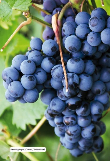 Иллюстрация к книге — Домашний виноградник. Виноград для средней полосы России и севернее [autogen_ebook_id27.jpg]