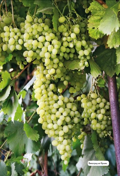 Иллюстрация к книге — Домашний виноградник. Виноград для средней полосы России и севернее [autogen_ebook_id28.jpg]