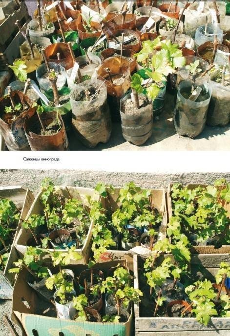 Иллюстрация к книге — Домашний виноградник. Виноград для средней полосы России и севернее [autogen_ebook_id30.jpg]