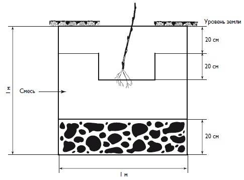 Иллюстрация к книге — Домашний виноградник. Виноград для средней полосы России и севернее [autogen_ebook_id5.jpg]