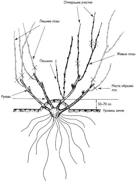 Иллюстрация к книге — Домашний виноградник. Виноград для средней полосы России и севернее [autogen_ebook_id7.jpg]