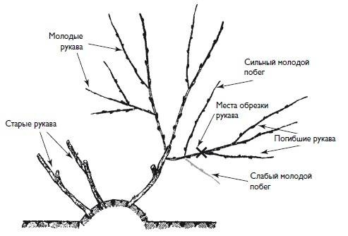 Иллюстрация к книге — Домашний виноградник. Виноград для средней полосы России и севернее [autogen_ebook_id9.jpg]