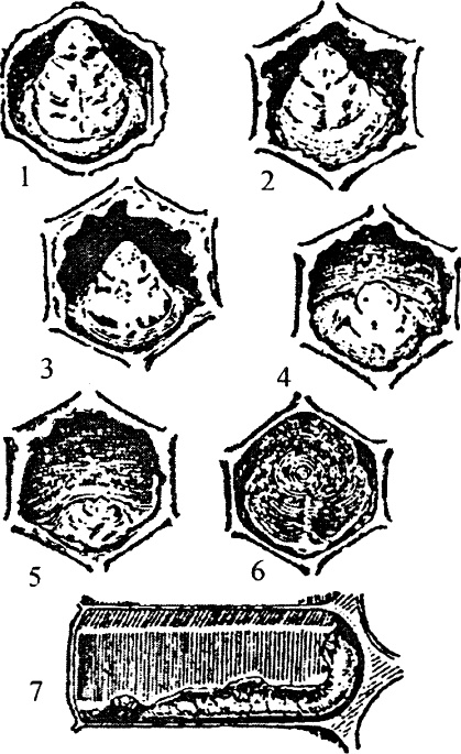 Иллюстрация к книге — Основы пчеловодства. Самые необходимые советы тому, кто хочет завести собственную пасеку [_176_1.jpg]